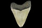 Fossil Megalodon Tooth - North Carolina #109884-2